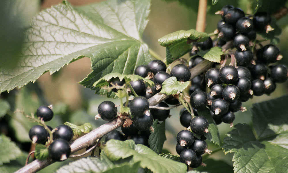 Schwarze Ribisel aus der Steiermark